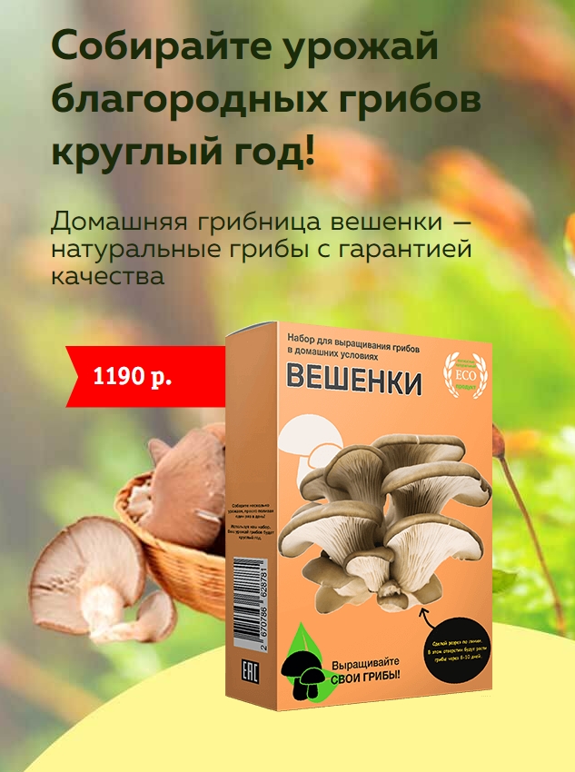 Домашняя грибница вешенки — натуральные грибы с гарантией качества